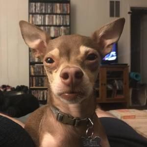 Meet your Posher, Dan